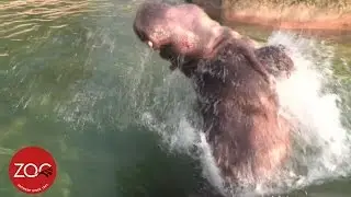 Waterballet met nijlpaard Bouli