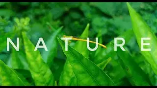 NATURE CINEMATIC SHOTS (Realme x7)