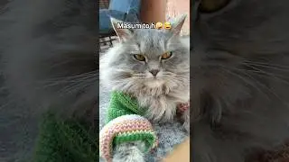#cutecat #cute #cat #catlovers #persiancat #petlover #shorts #trending