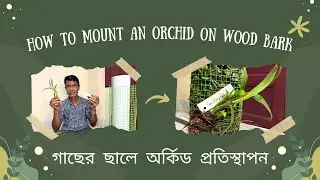 How to Mount an Orchid on Wood Bark | গাছের ছালে অর্কিড প্রতিস্থাপন