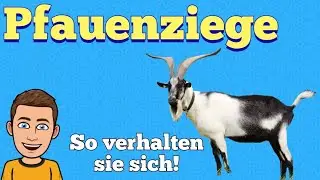 Pfauenziege Verhalten | Tiervideos by Benjamin