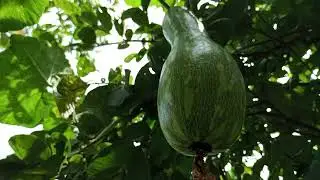 Aproveitando o máximo, o espaço 