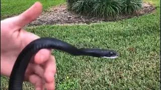 Catching a black racer snake barehanded, got bit! ￼| FL Herping (2019)