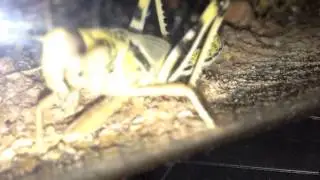 Close up Cricket