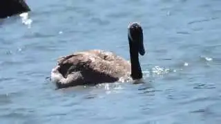goose diving in water
