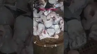 বিহুৰ আয়োজন #bihu #fish #trending #cooking #ytshorts || Rajuanishavlog92