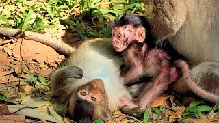 EP15 : How Adorable Baby Monkey trying to call his mother help but his mother don't care with him