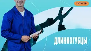 Динногубцы: как правильно выбрать?