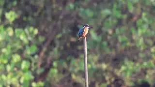 Bullet time shot, common kingfisher #bullettimeshot #commonkingfisher #birdwatching_by_ranjit