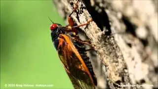 Magicicada septendecula 