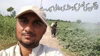 Brinjal Insect Control Management By Supray Machine || Village Life By Minhas Vlogs