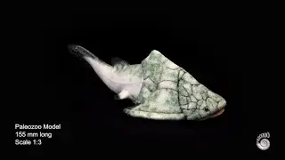 Groenlandaspis sp. model