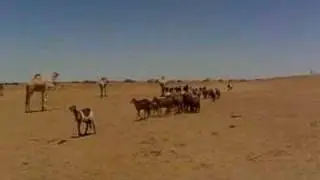 At the water hole