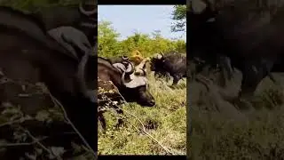 Power of team work | lion vs yak 🔥