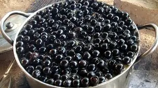 As&iacute; se preparan los Ahuilotes en el estado de Nayarit frutos de 𝑽𝒊𝒕𝒆𝒙 𝒎𝒐𝒍𝒍𝒊𝒔 Coyotomates, Awalamas.