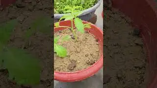 benifit of tomato plant 🍅🍅|| many mini tomato || #plantation #tomatoes #viralshort  #organicproduce