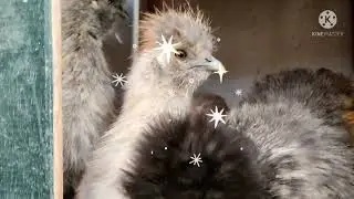 SILKIES EN EL GALPÓN DE JAN