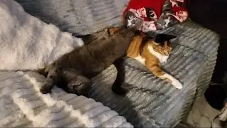 Queen Behavior: Sitting on the Smaller Cat