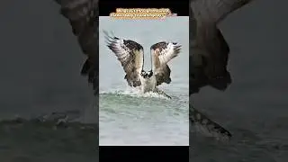 Sharp Claws, Focused Gaze: Eagle Hunting in the Water&rdquo; 🇺🇲🇺🇲 #animals