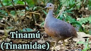 Los Tinam&uacute;es: Maestros del Camuflaje Terrestre