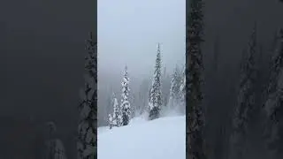 Don&rsquo;t look at the tree!!