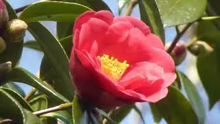 Camellia japonica - Camel&iacute;a - Kamell&iacute;a - Bl&oacute;mstrandi runnar - Gar&eth;pl&ouml;ntur - Rau&eth; bl&oacute;m