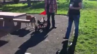 Popeye the Two-Legged Dog Returns to Pt Isabel