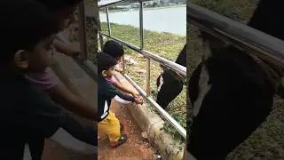 Weekend Vibe🤘 #minivlog #shortsfeed #bangaloreupdates #weekend #animalshorts #walkingaround