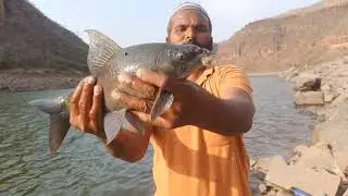black Rohu fish hunting 🎣 and fishing Bait of Rohu fish 🐟🐟