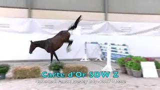 Carte d'Or SDW Z (Comme Il Faut x Presley Boy) - 2017 - Mare