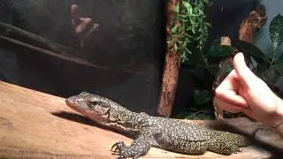 221B episode II: Joanna the Goanna ( Varanus Indicus)