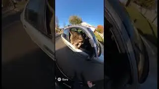 Cat running from cops on catnip #funny #cat #police #hilarious #videos