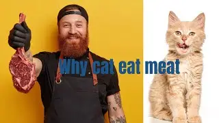 Cats vs dogs part 3 | why cats 🐈 need meat to survive like dogs 🐕 #dogs #pets