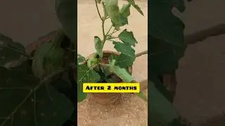From the gourd seed.🤔