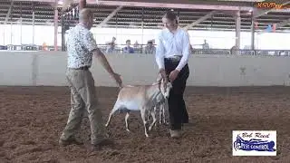 2025 Chaves County Fair: Dairy Goat Show