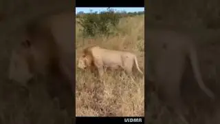 Nkuhuma lion #lion #shorts #animals #biglion #sabisand #kruger #viral #nature