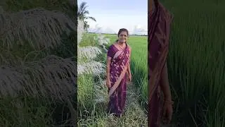 Greenery💚 #greenery #green #village #sakhi #evergreen #shorts #ytshorts #yt #video #love #saree
