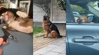 When you own a dog with an IQ 200 😂