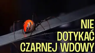 Wdowa z Malezj! Latrodectus elegans i inne NOWOŚCI