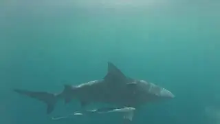 Bull Shark Invasion at the 