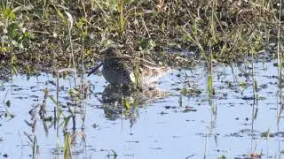 Wilson's Snipe