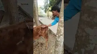 Animal Care ❤️🐮#cow #animals #agriculture #artificial #insemination #foryou #trending #shorts