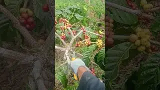 pemangkasan kopi #petanikopi #lampungbarat #kopi #farming