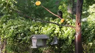 2017-05-15 Backyard Birding in KS