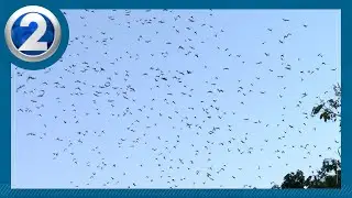 Pesky parakeets causing Hawaii food production woes