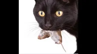 Why does my cat bring me dead animals