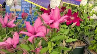 Clematis Giselle&trade; & Rebecca&trade; // 2 Raymond Evison&trade; Clematis - Handpicked for You&reg; certified varieties