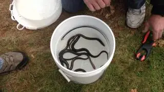 Fishing for striped bass?  Try the EEL WRANGLER & EEL KEEPER