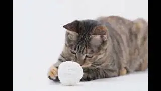 Pidan Cassava Cat Litter: No-Mess Magic! ✨🐈