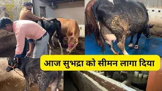 Today I injected semen into Subhadra